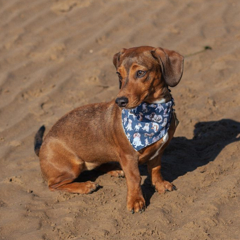 Wrendale Dog Walking Theme Collection