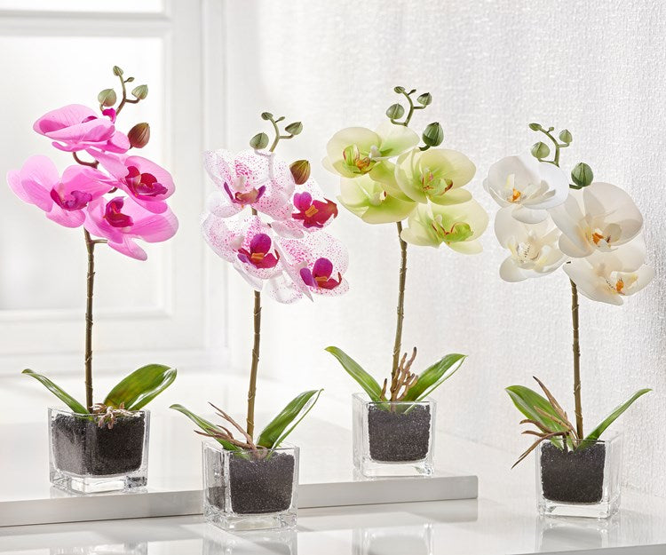 Mini Orchid, 4 Asst.