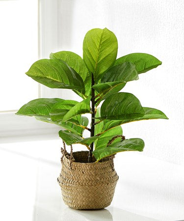 Decorative plant with basket