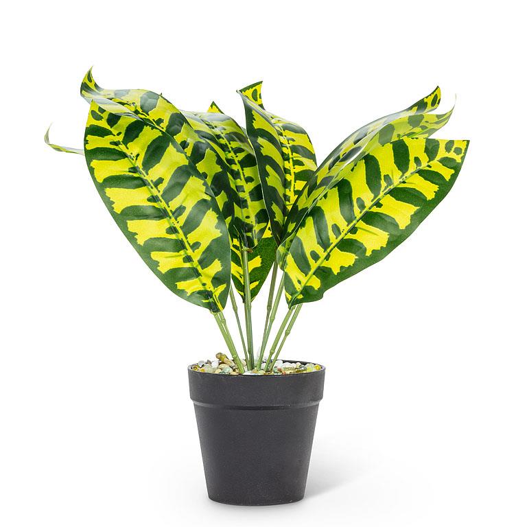 Medium Leaf Plant