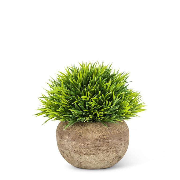 Small Flowering Plant In Pot 6.5&quot;
