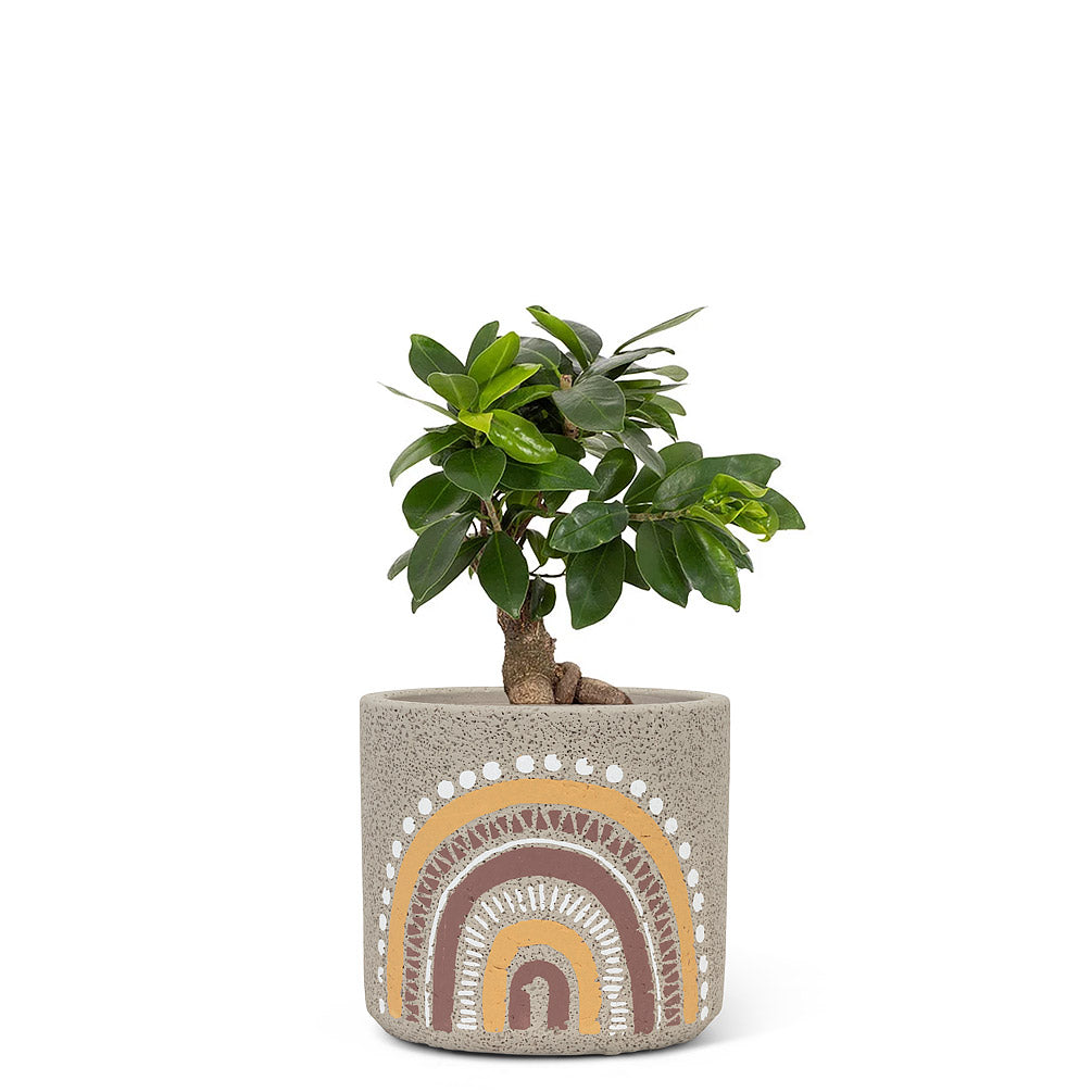 Boho Rainbow Planter