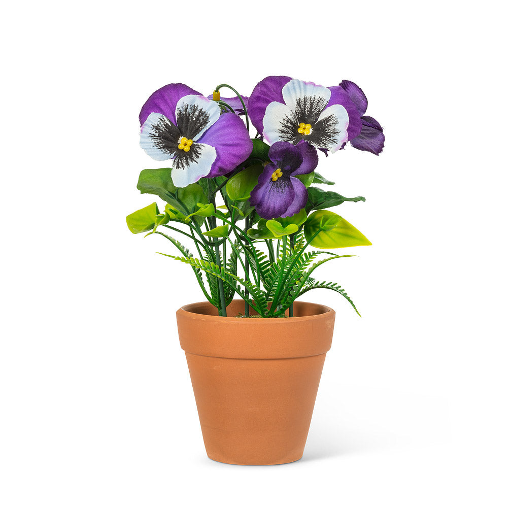 Pansy in Terracotta