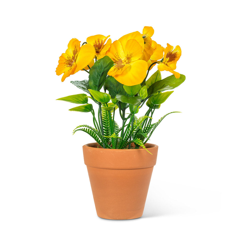 Pansy in Terracotta