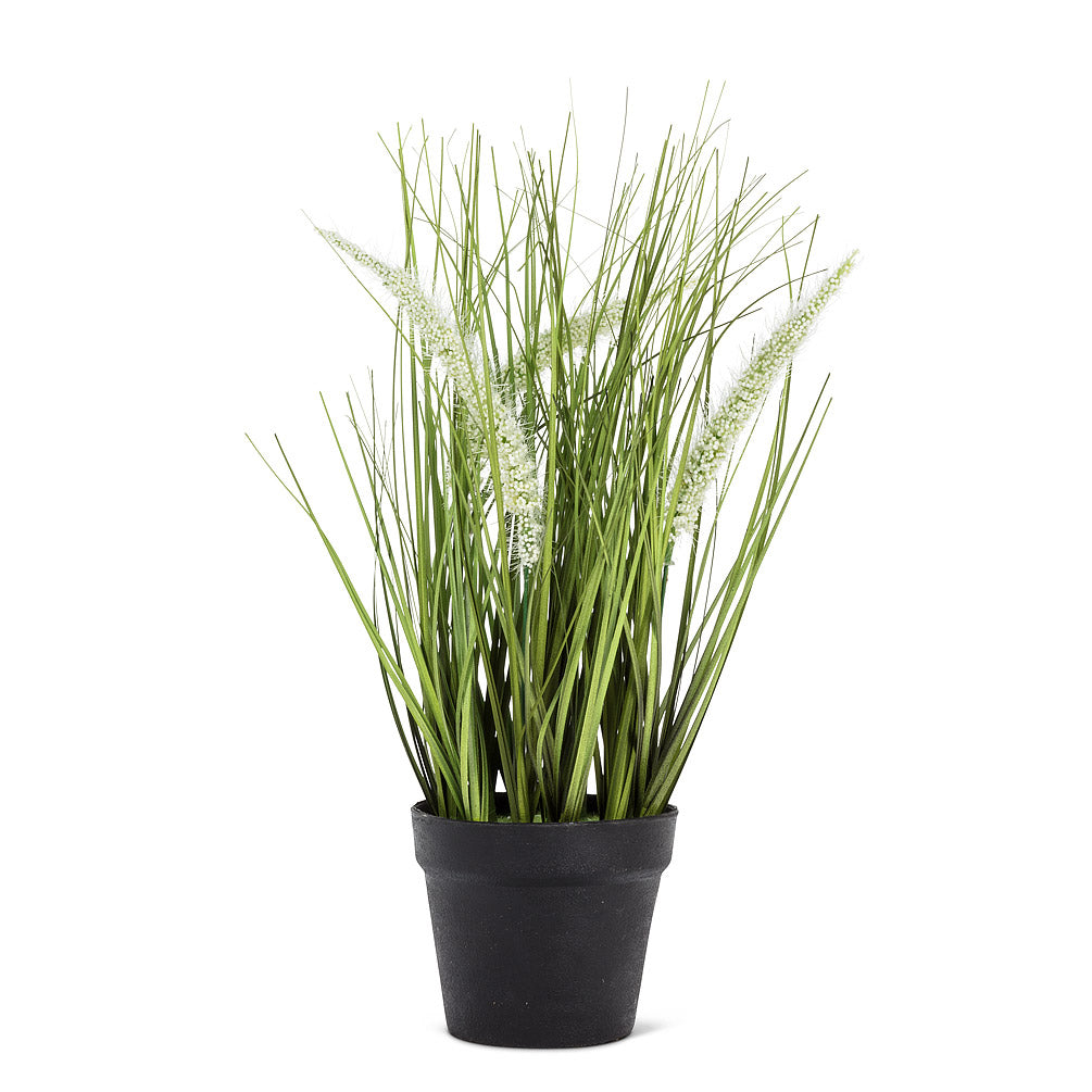 Feather Grass in Pot