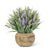 Small Flowering Plant In Pot 6.5"
