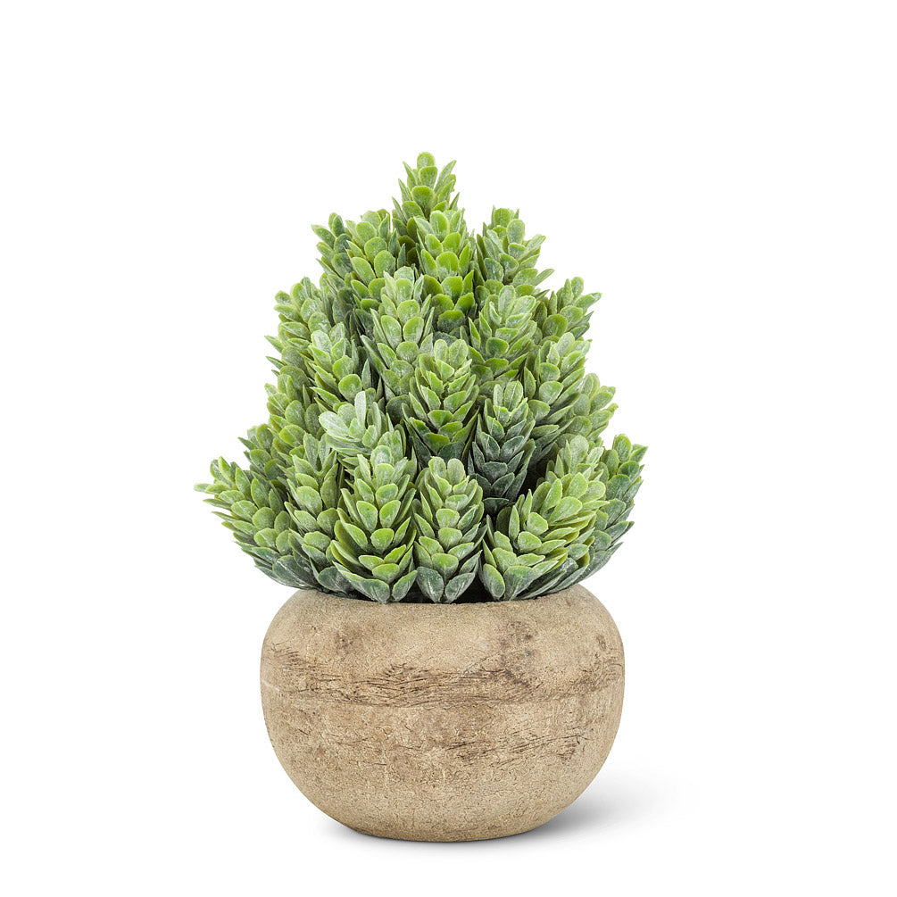 Small Flowering Plant In Pot 6.5&quot;