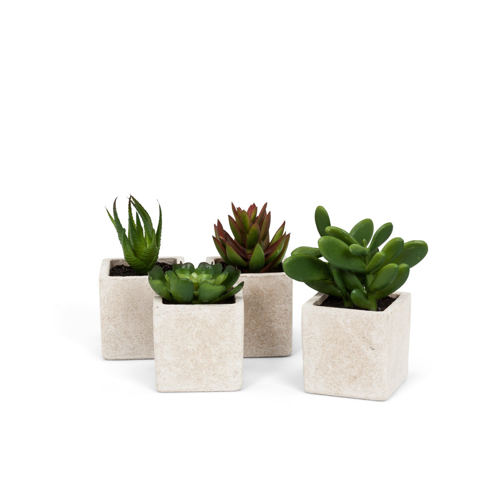 Mini Succulents