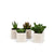 Mini Succulents