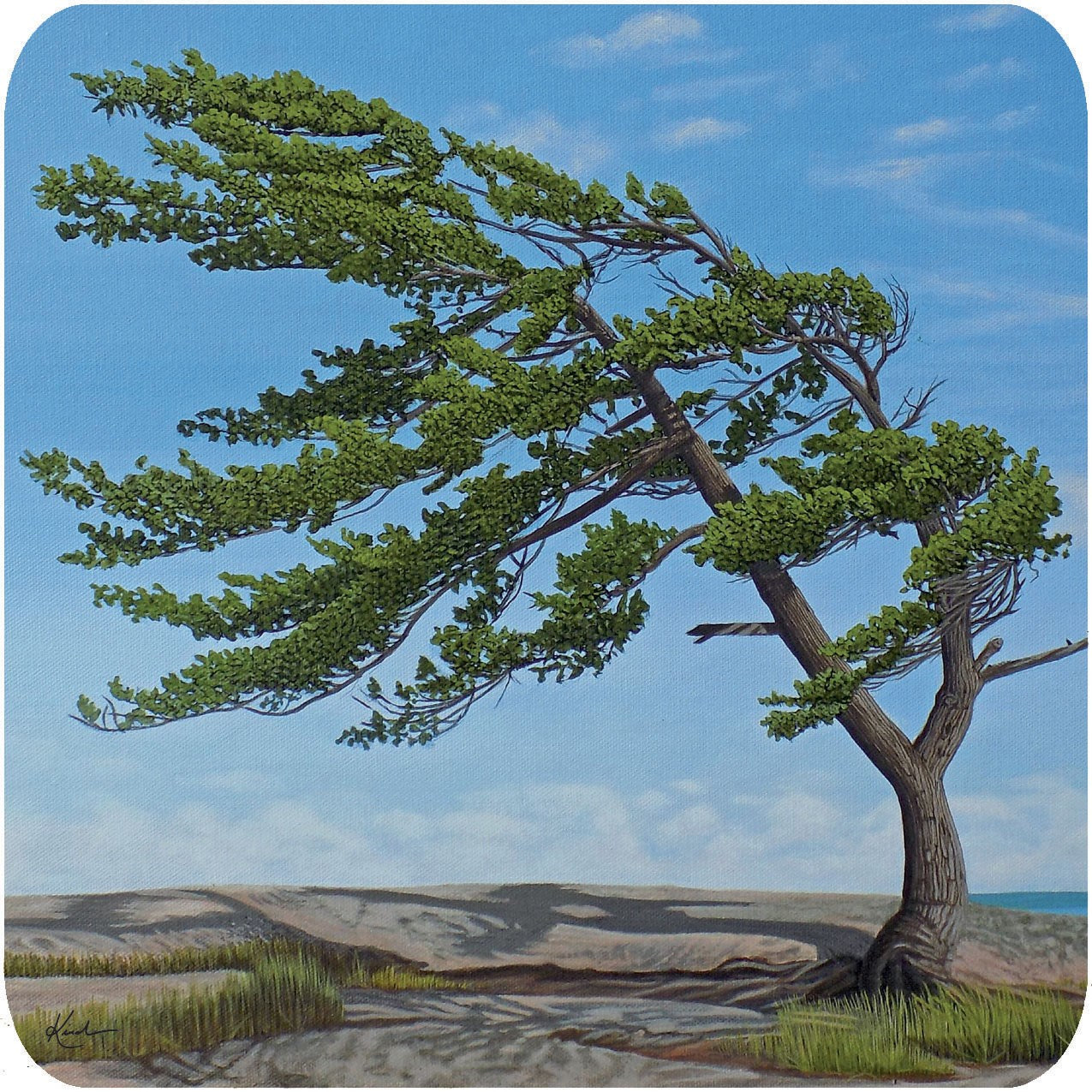 Summer Wind Coaster Set