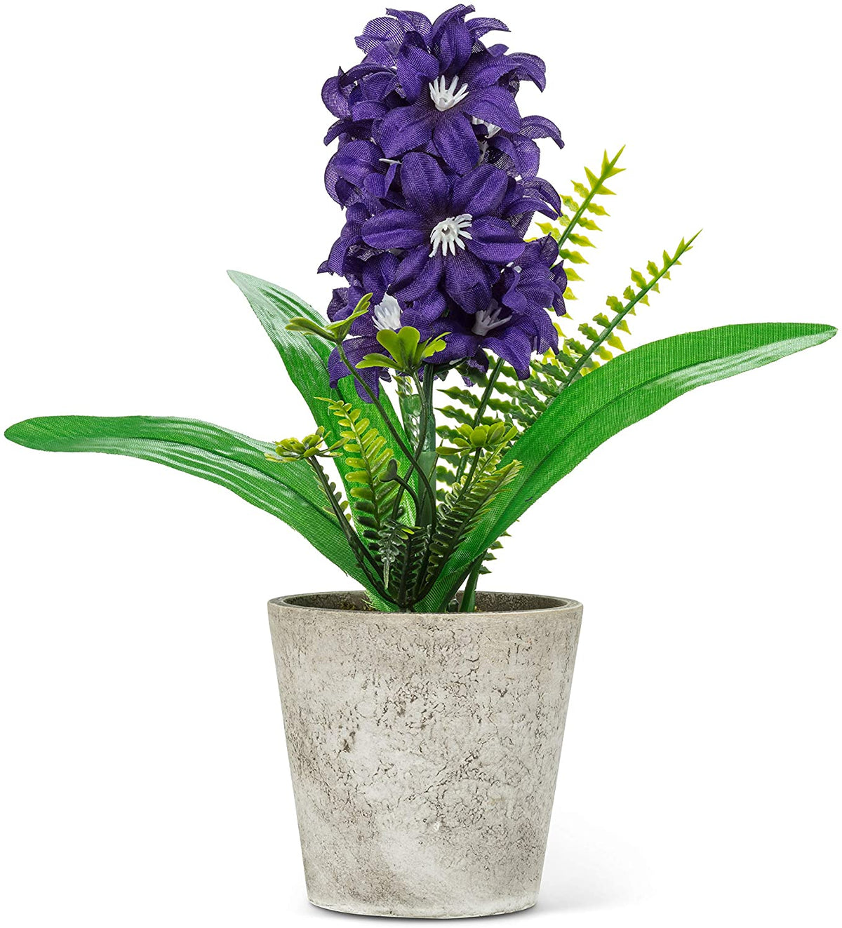 Hyacinth In Pot