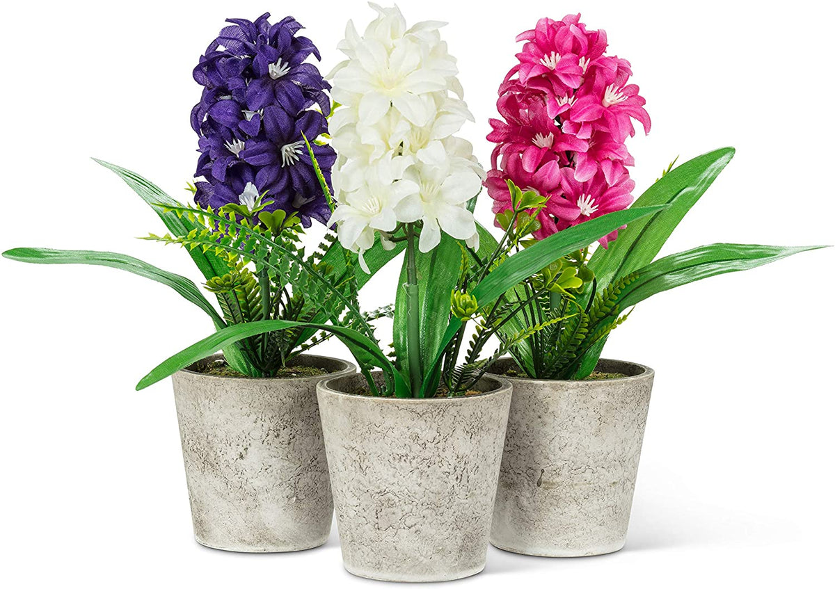 Hyacinth In Pot